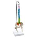 Eisco Mini spinal columns, 45cm, hanging type, didactic painted AMCH1059AS